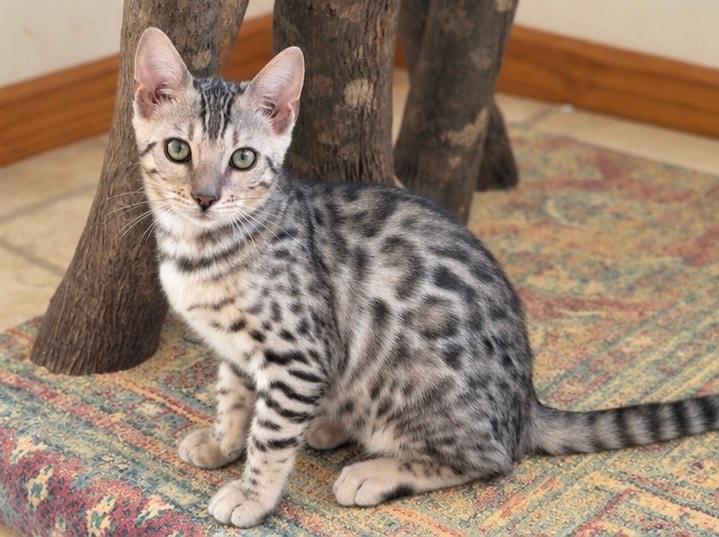 Available Male Kitten — photo 3