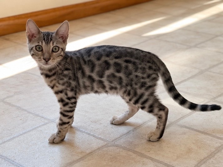 Available Male Kitten — photo 2